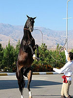 Кінь у туркмен здавна був священною твариною