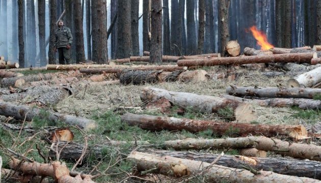 Вирубка лісу на территории Сухолуччя // Фото: Павло Багмут, Укрінформ