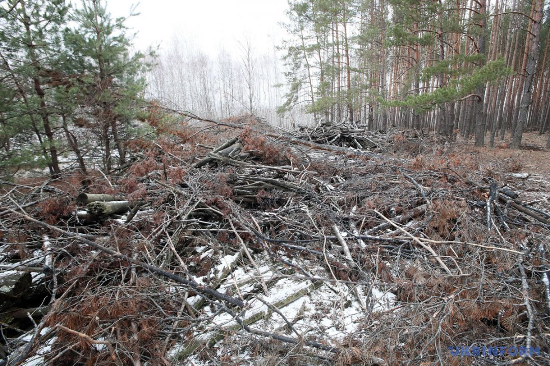 Показують екологи і галявину, куди лісники скидають сотні тонн деревини - не тільки гілки, але і колоди, за які багато не заплатять, але в Європі з них виготовили б тисячі квадратних метрів ДСП або ДВП-плити